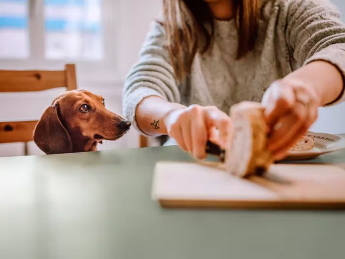 una mujer corta rodajas de pan en una tabla, sobre una encimera de cuarzo mientras su perro la observa